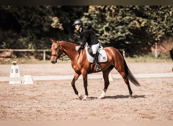 Akhal-Teke, Giumenta, 9 Anni, 158 cm, Baio