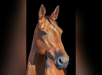 Akhal-Teke, Giumenta, 9 Anni, 158 cm, Baio