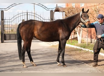 Akhal-Teke, Giumenta, 9 Anni, 160 cm, Baio ciliegia