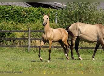 Akhal-Teke, Giumenta, Puledri (03/2024), Pelle di daino