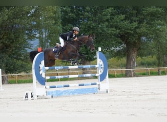 Akhal-Teke, Hengst, 12 Jaar, 158 cm, Donkerbruin