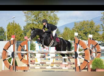 Akhal-Teke, Hengst, 12 Jaar, 165 cm, Zwart