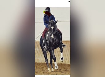 Akhal-Teke, Hengst, 12 Jaar, 165 cm, Zwart