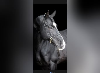 Akhal-Teke, Hengst, 12 Jaar, 165 cm, Zwart