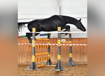 Akhal-Teke, Hengst, 12 Jaar, 165 cm, Zwart