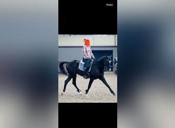 Akhal-Teke, Hengst, 12 Jaar, 165 cm, Zwart