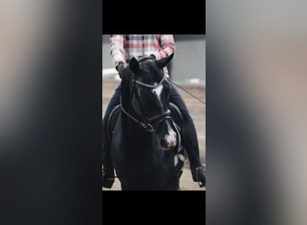 Akhal-Teke, Hengst, 13 Jaar, 165 cm, Zwart