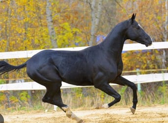 Akhal-Teke, Hengst, 13 Jaar, 165 cm, Zwart