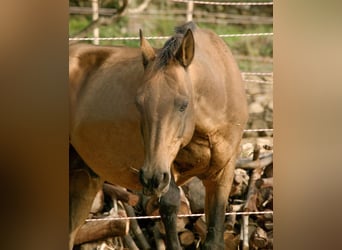 Akhal-Teke, Hengst, 16 Jaar, 165 cm, Buckskin