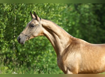 Akhal-Teke, Hengst, 1 Jaar, 152 cm, Buckskin