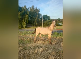 Akhal-Teke, Hengst, 1 Jaar, 160 cm, Buckskin