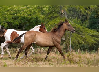 Akhal-Teke, Hengst, 1 Jaar, 160 cm, Buckskin