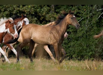 Akhal-Teke, Hengst, 1 Jaar, 160 cm, Buckskin