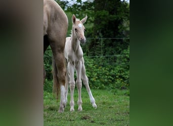 Akhal-Teke, Hengst, 1 Jaar, 160 cm, Palomino