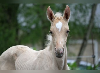 Akhal-Teke, Hengst, 1 Jaar, 160 cm, Palomino