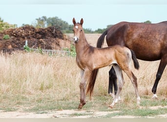 Akhal-Teke, Hengst, 1 Jaar, 162 cm, Buckskin