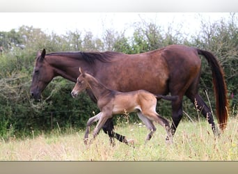 Akhal-Teke, Hengst, 1 Jaar, 162 cm, Buckskin