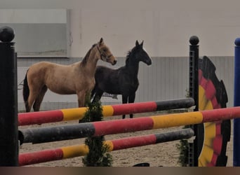 Akhal-Teke Mix, Hengst, 1 Jaar, Bruin