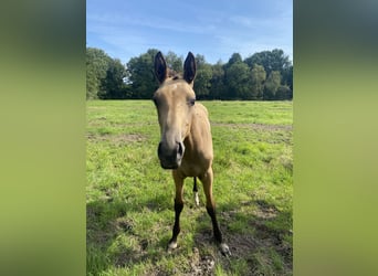 Akhal-Teke Mix, Hengst, 1 Jaar, Bruin