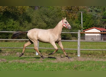 Akhal-Teke, Hengst, 2 Jaar, 152 cm, Falbe