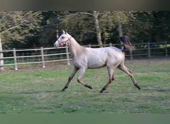 Akhal-Teke, Hengst, 2 Jaar, 152 cm, Falbe