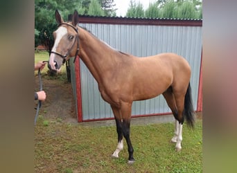 Akhal-Teke, Hengst, 2 Jaar, 152 cm, Lichtbruin