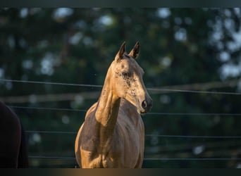 Akhal-Teke, Hengst, 2 Jaar, 155 cm, Falbe