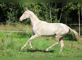 Akhal-Teke, Hengst, 2 Jaar, 158 cm, Cremello