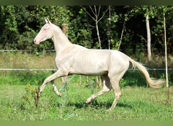 Akhal-Teke, Hengst, 2 Jaar, 158 cm, Cremello