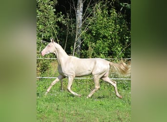 Akhal-Teke, Hengst, 2 Jaar, 158 cm, Cremello