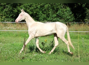 Akhal-Teke, Hengst, 2 Jaar, 158 cm, Cremello