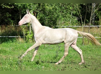 Akhal-Teke, Hengst, 2 Jaar, 158 cm, Cremello