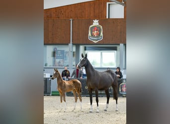 Akhal-Teke, Hengst, 2 Jaar, Falbe