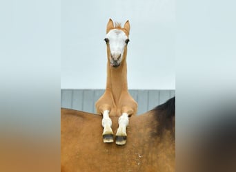 Akhal-Teke, Hengst, 2 Jaar, Falbe