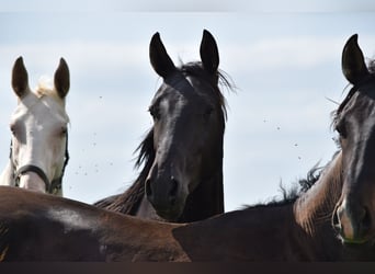 Akhal-Teke, Hengst, 3 Jaar, 162 cm, Zwart