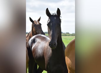 Akhal-Teke, Hengst, 3 Jaar, 162 cm, Zwart