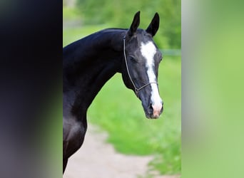 Akhal-Teke, Hengst, 3 Jaar, 162 cm, Zwart