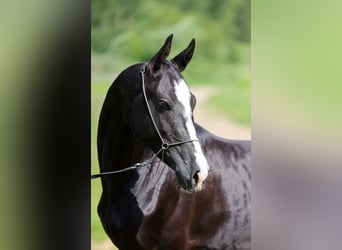 Akhal-Teke, Hengst, 3 Jaar, 162 cm, Zwart