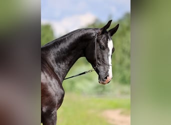 Akhal-Teke, Hengst, 3 Jaar, 162 cm, Zwart