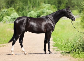 Akhal-Teke, Hengst, 3 Jaar, 162 cm, Zwart