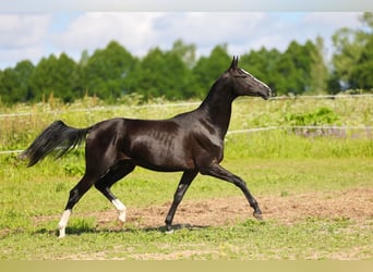 Akhal-Teke, Hengst, 3 Jaar, 162 cm, Zwart