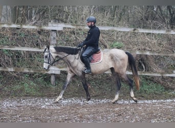 Akhal-Teke, Hengst, 4 Jaar, 158 cm, Schimmel