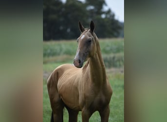 Akhal-Teke, Hengst, 4 Jaar, 160 cm, Buckskin
