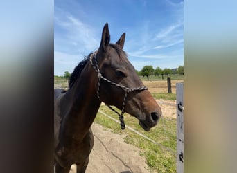 Akhal-Teke, Hengst, 4 Jaar, 160 cm, Donkerbruin