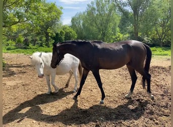 Akhal-Teke, Hengst, 4 Jaar, 160 cm, Donkerbruin