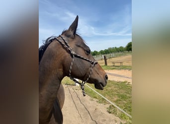 Akhal-Teke, Hengst, 4 Jaar, 160 cm, Donkerbruin