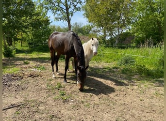 Akhal-Teke, Hengst, 4 Jaar, 160 cm, Donkerbruin