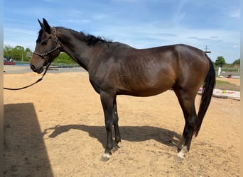 Akhal-Teke, Hengst, 4 Jaar, 160 cm, Donkerbruin