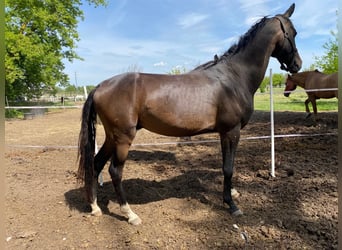 Akhal-Teke, Hengst, 4 Jaar, 160 cm, Donkerbruin