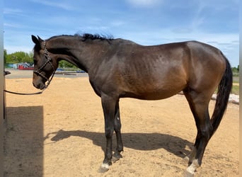 Akhal-Teke, Hengst, 4 Jaar, 160 cm, Donkerbruin